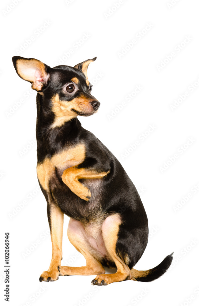Russian toy terrier sitting isolated on white background