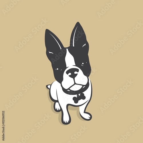 French Bulldog 