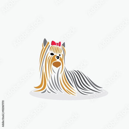 Yorkshire terrier