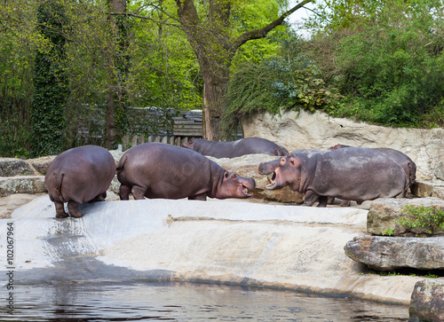Group of hippopotamuses by the pool in a zoo, chatting together