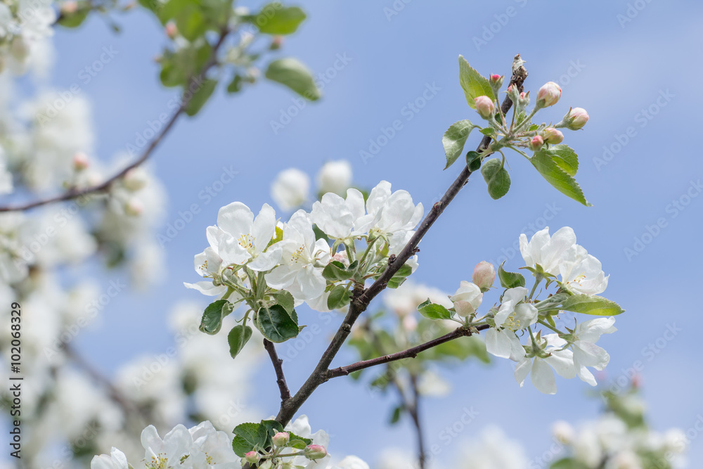 Spring beauty of pink and white apple tree flowers on branch