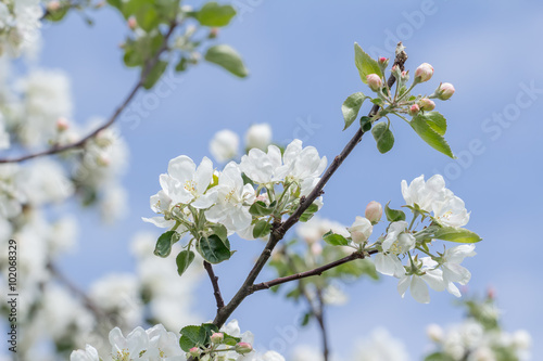 Spring beauty of pink and white apple tree flowers on branch
