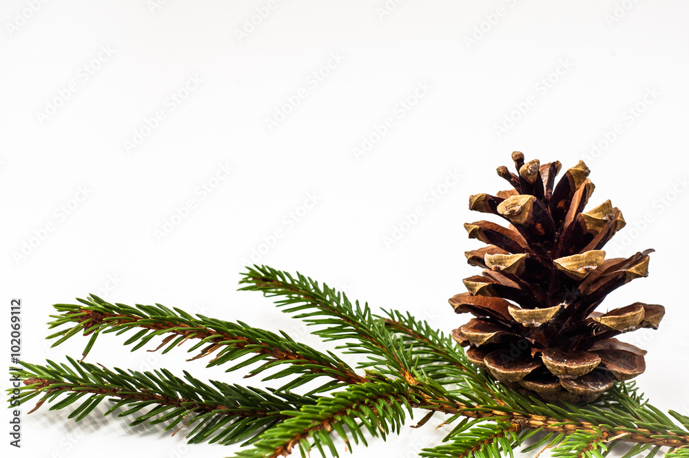 Christmas decoration. Cone on spruce isolated on white background. Christmas decoration. Cone on spruce isolated on white background.