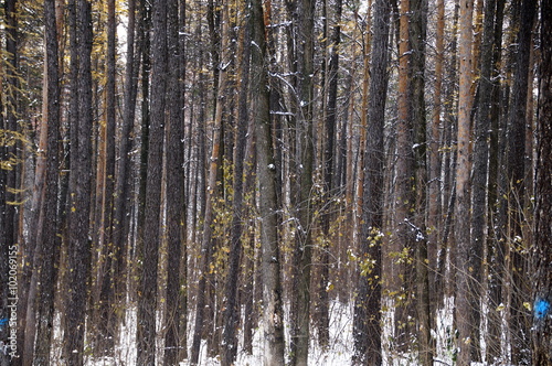photo of a pine forest in early winter