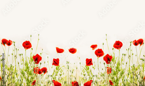 Red poppies, outdoor floral nature background, banner