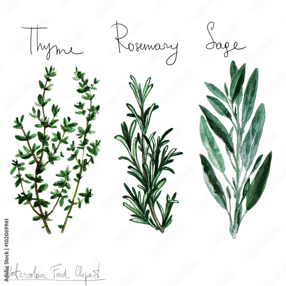 Watercolor Food Clipart - Herbs