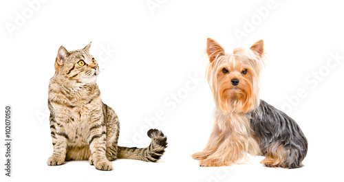 Yorkshire Terrier and cat Scottish Straight