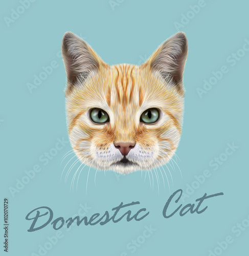 Red Cat. Vector Illustrated Portrait