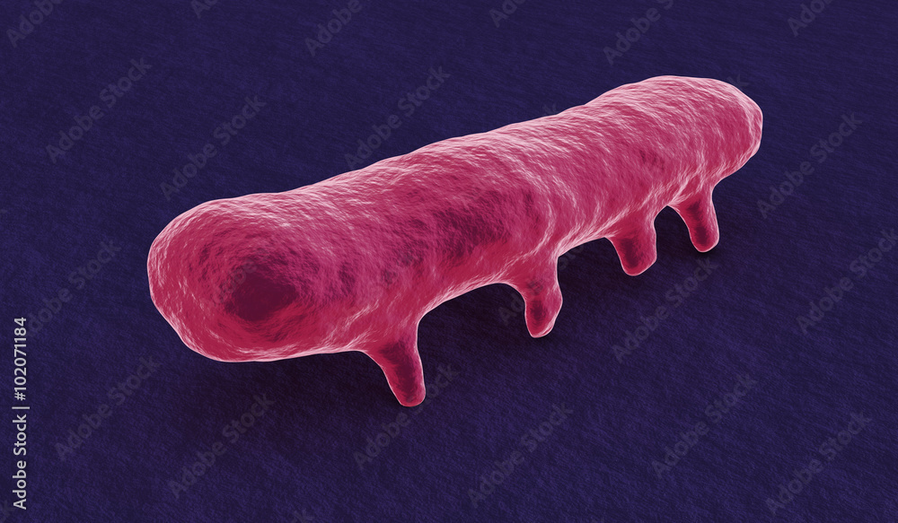 under the microscope, salmonella bacterium Stock Illustration Adobe Stock