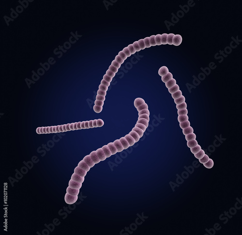 under the microscope, streptococcus