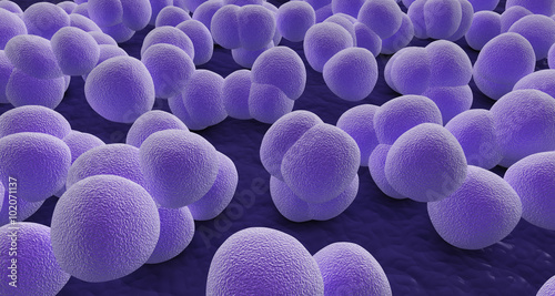 under the microscope, staphylococcus photo