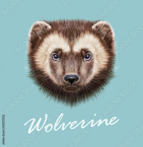 Wolverine Animal. Vector Illustrated Portrait