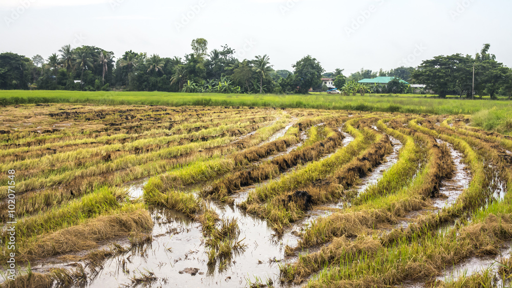 Paddy after harvest.