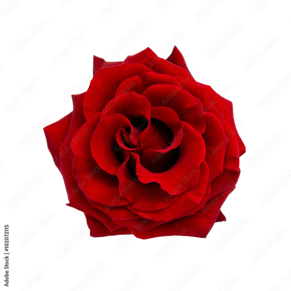 Red rose isolated on white background Red rose isolated on white background