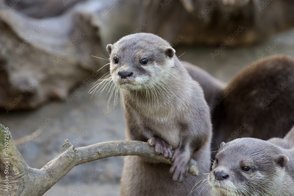 Family Oriental small-clawed otter, Amblonyx cinerea, during games Family Oriental small-clawed otter, Amblonyx cinerea, during games