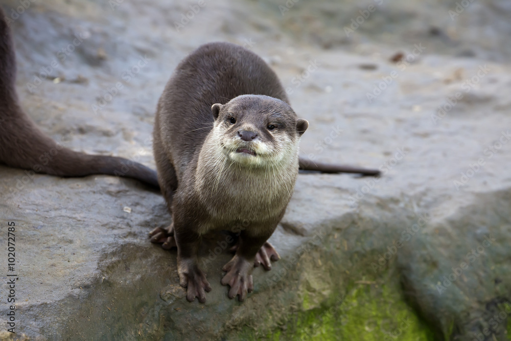 Family Oriental small-clawed otter, Amblonyx cinerea, during games Family Oriental small-clawed otter, Amblonyx cinerea, during games