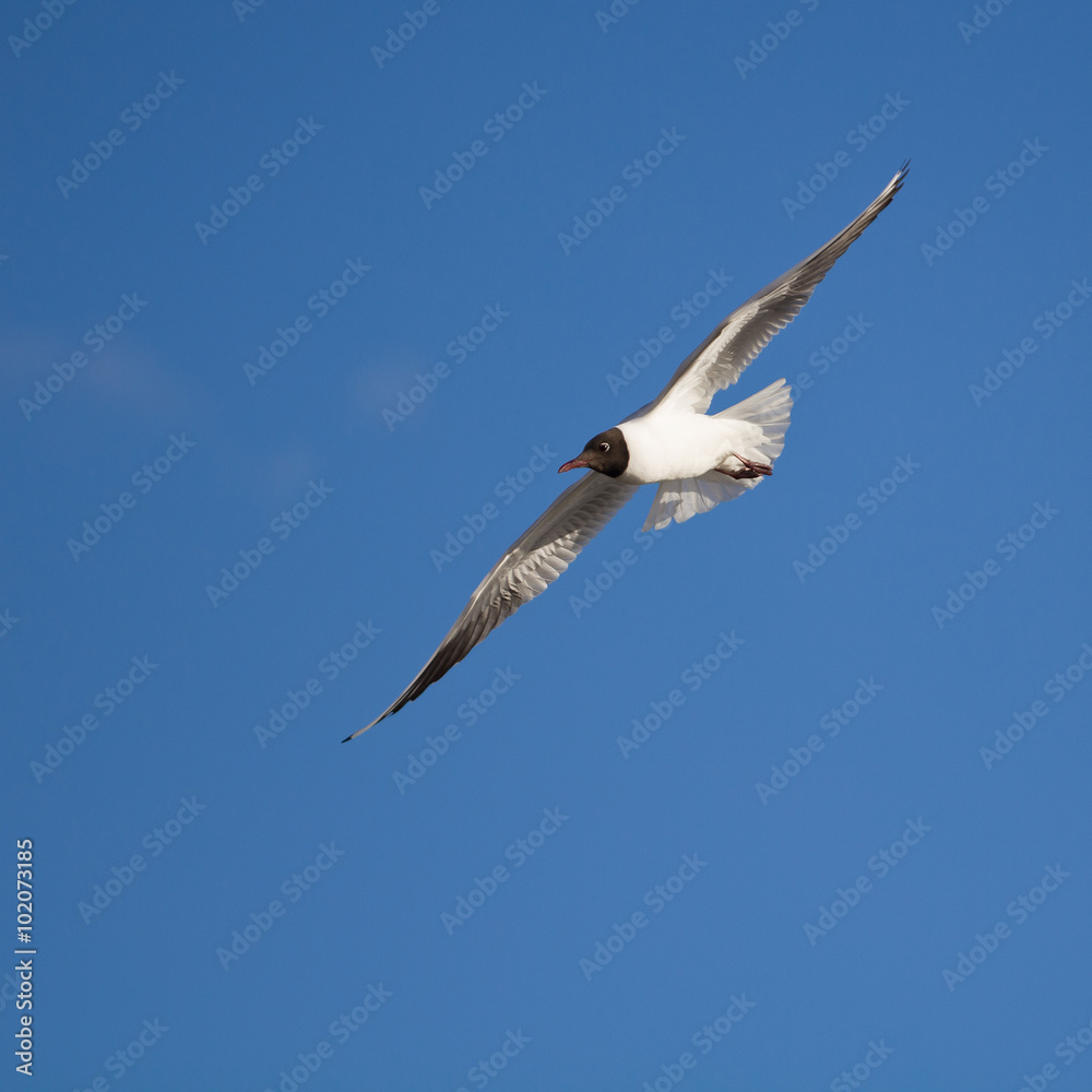 Obraz premium black-headed gull in flight