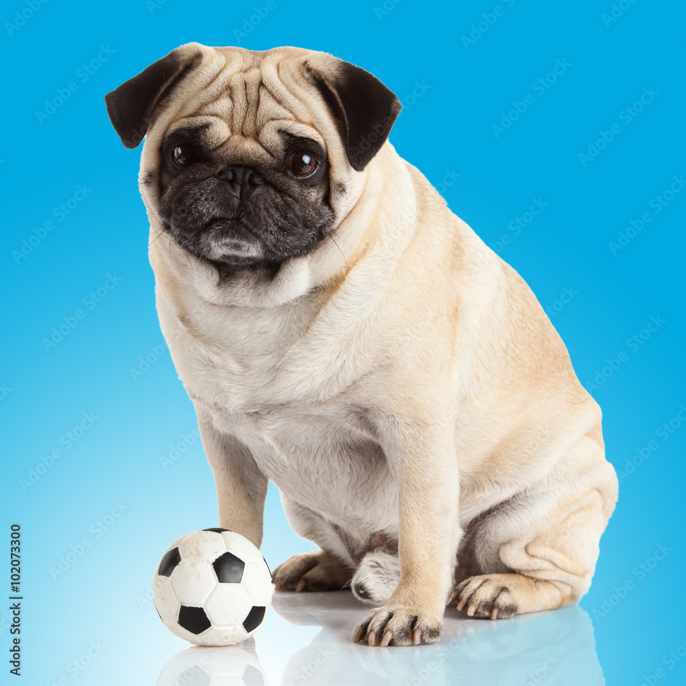 Obraz premium pug dog on a blue background