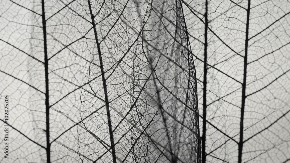 Background from skeleton tree leaf close up.
