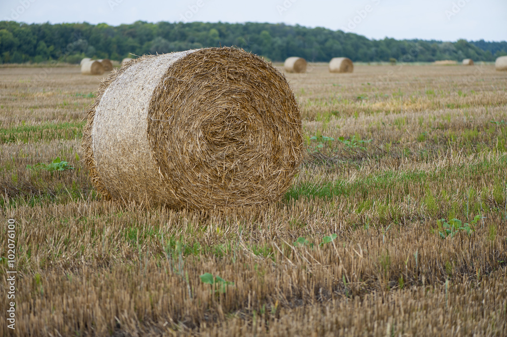 Staw bales on fields at harvesting time Staw bales on fields at harvesting time