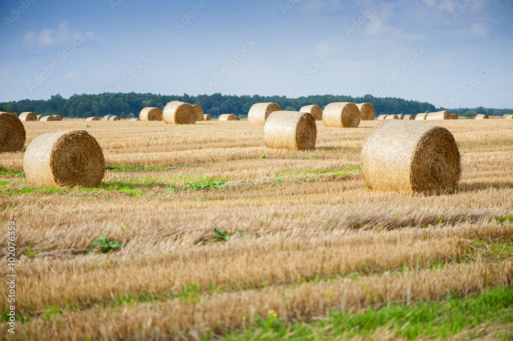 Staw bales on fields at harvesting time