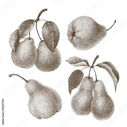 Set of  pears