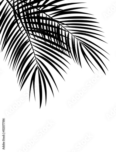 Palm Leaf Vector Background Illustration