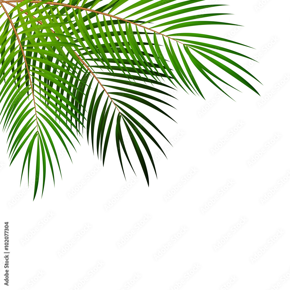 Fototapeta premium Palm Leaf Vector Background Illustration