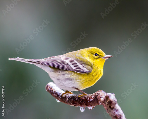 Pine Warbler