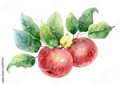 Two red watercolor apples