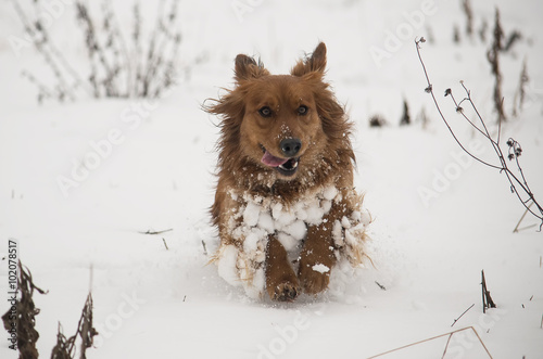 Dog running in the snow © Zita Stankova