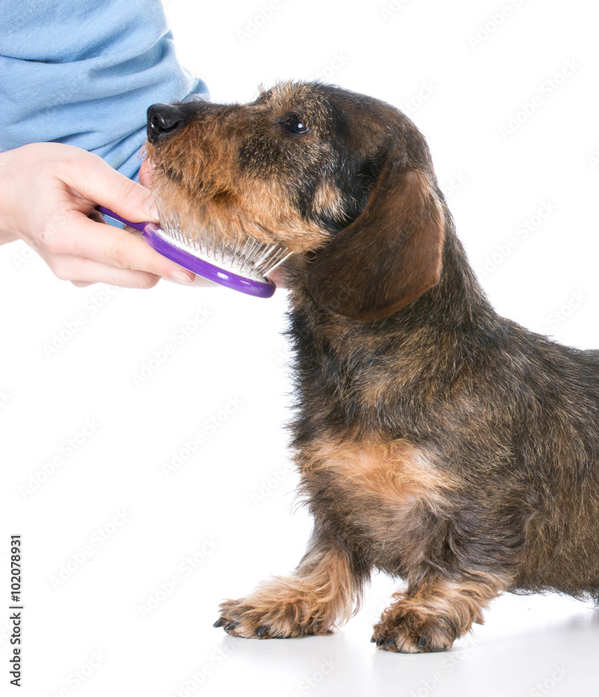 dog getting brushed