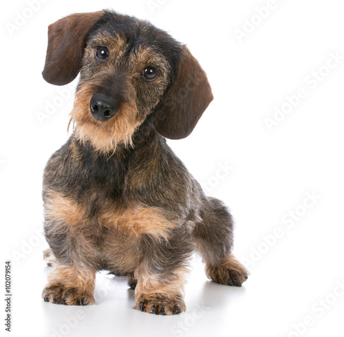 miniature wirehaired dachshund