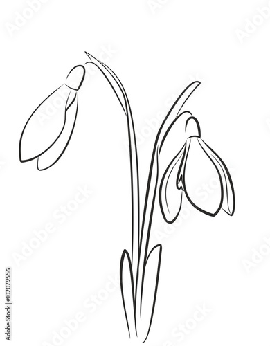 Подснежники