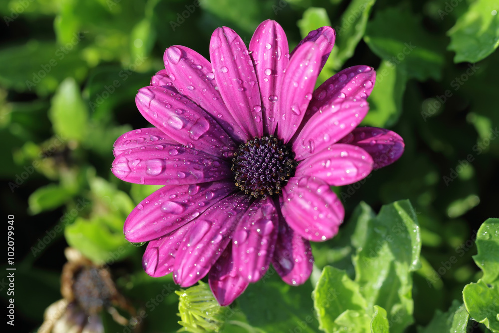 Obraz premium purple flower