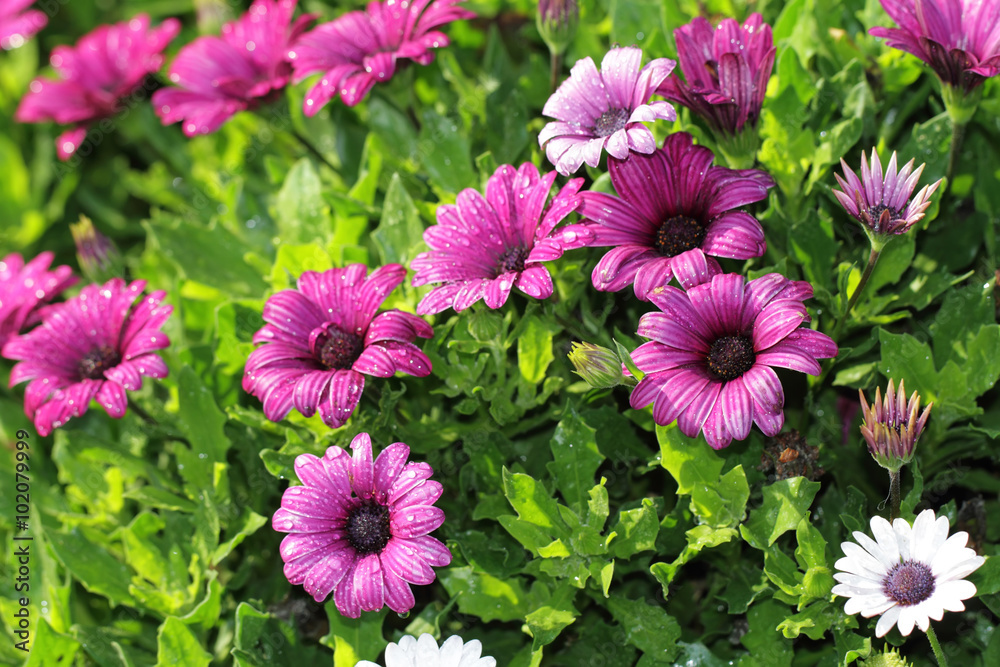 purple flower purple flower