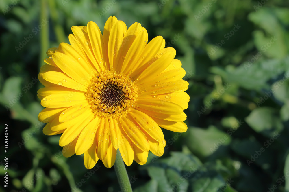 yellow flower yellow flower