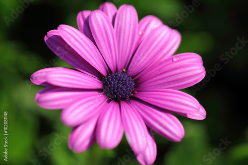 purple flower