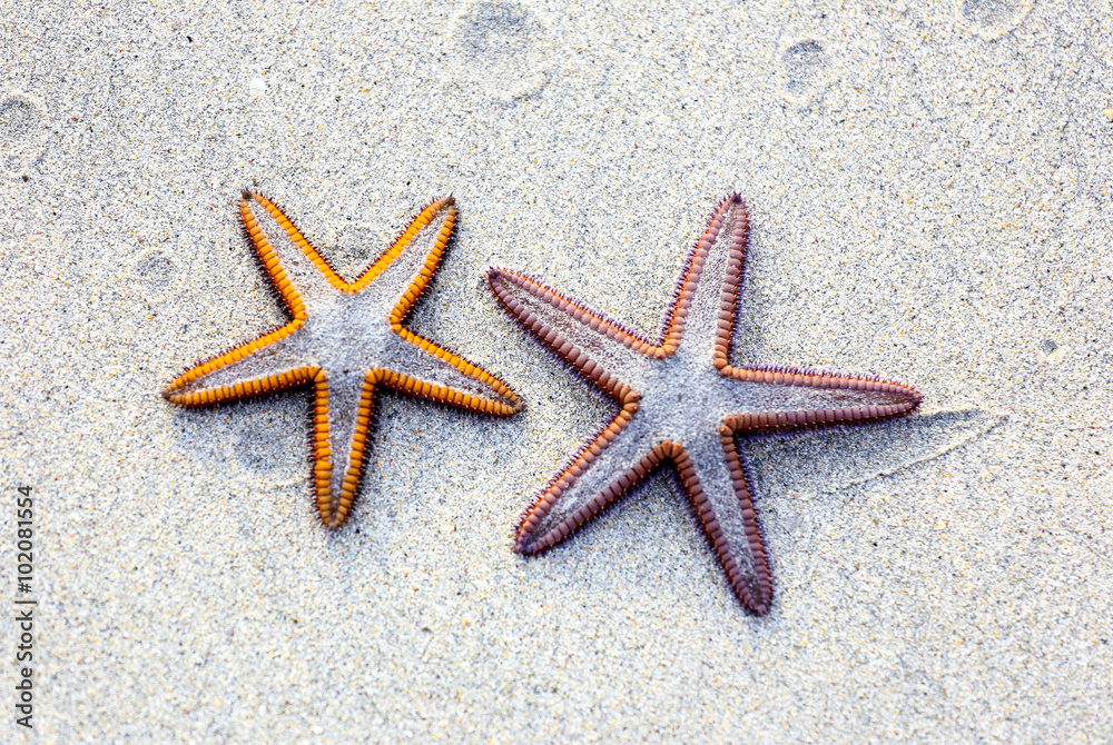 Two starfish on sand background on a beach. Two starfish on sand background on a beach.