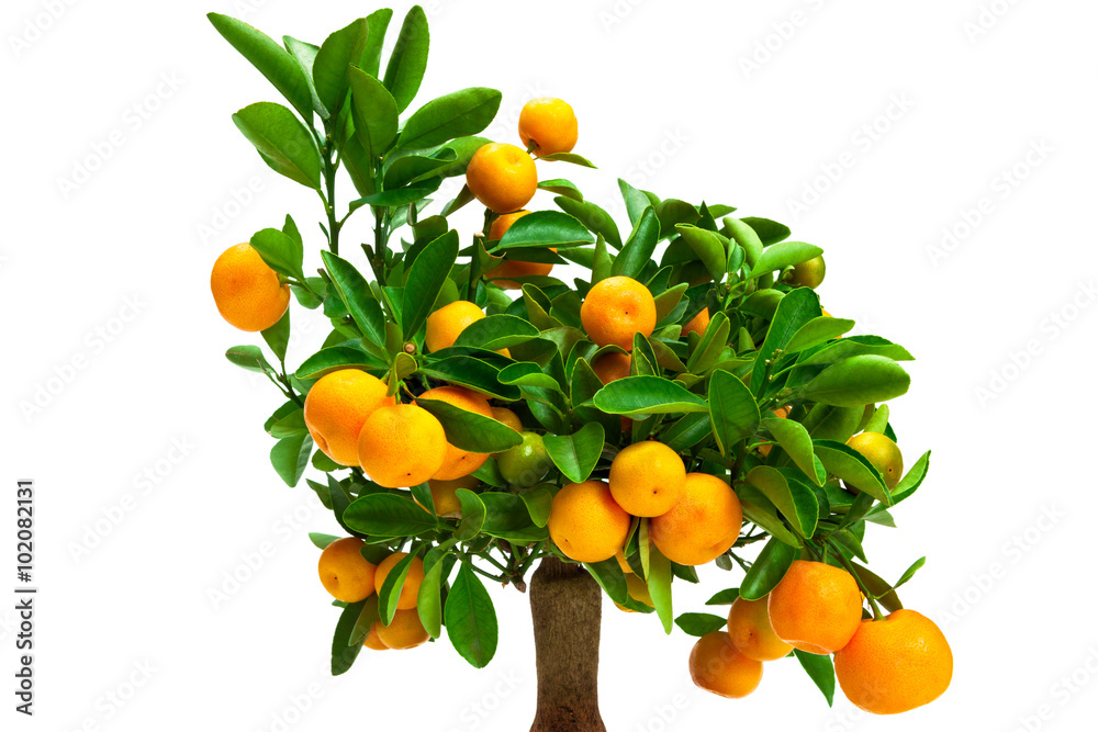 small tangerine tree Stock Photo