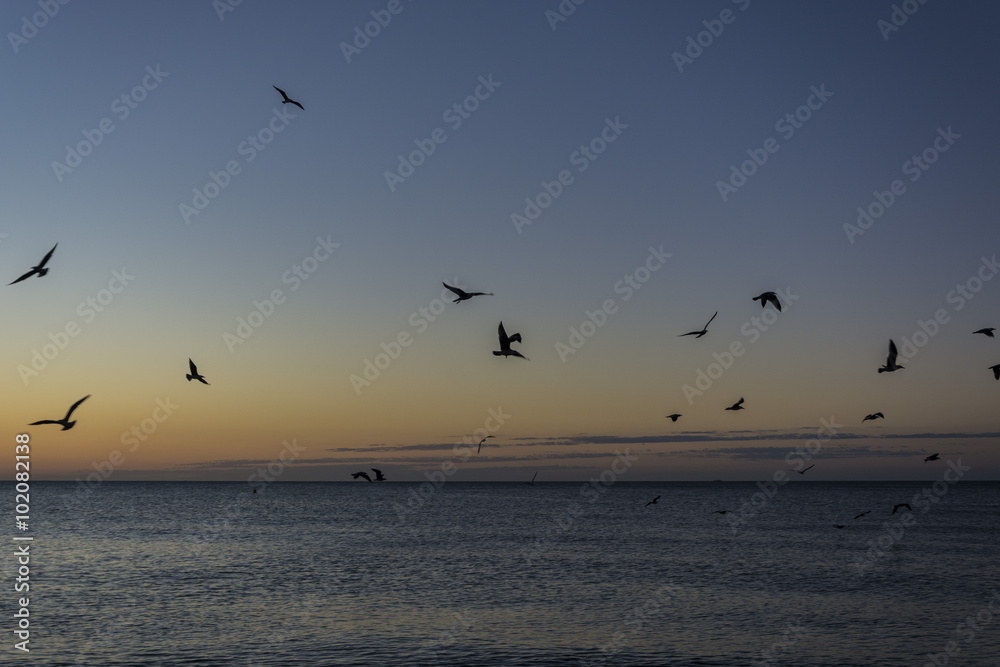 Fototapeta premium Gaviotas en el mar