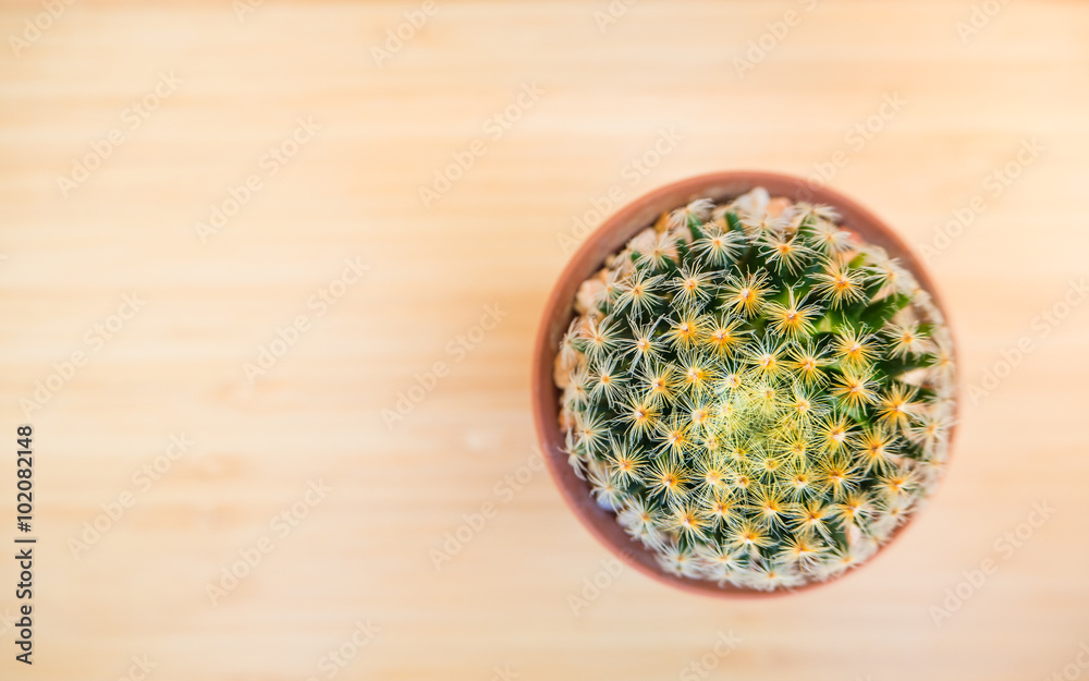 Cactus name Cactus name