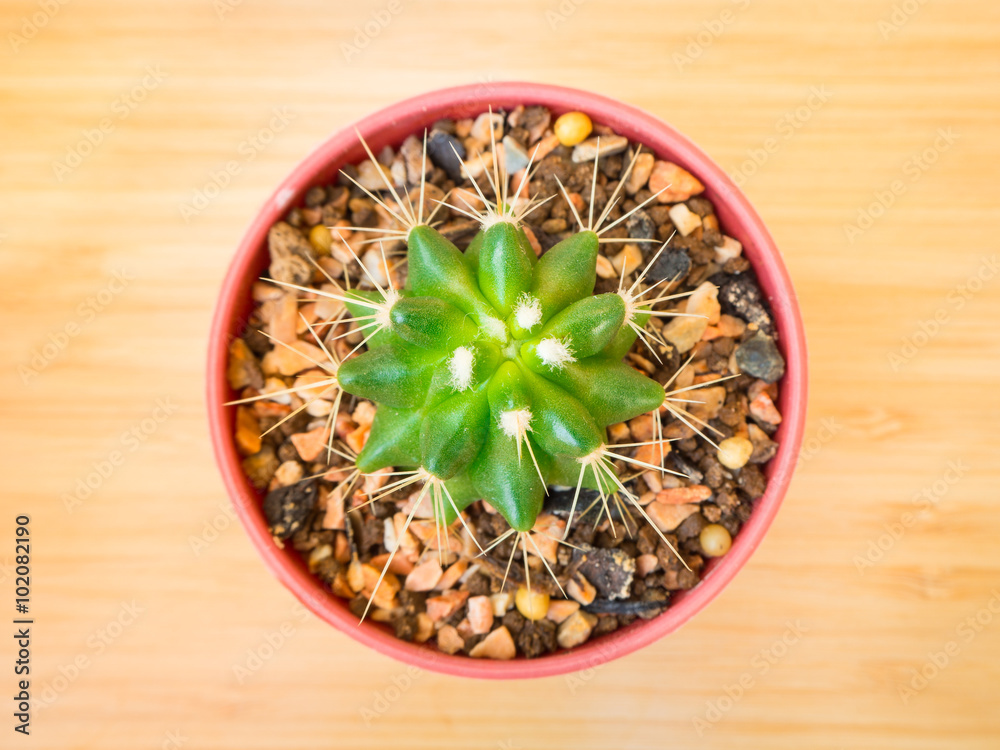 Cactus name Cactus name