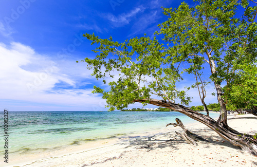 Tropical sand beach with a green tree, Carribean.