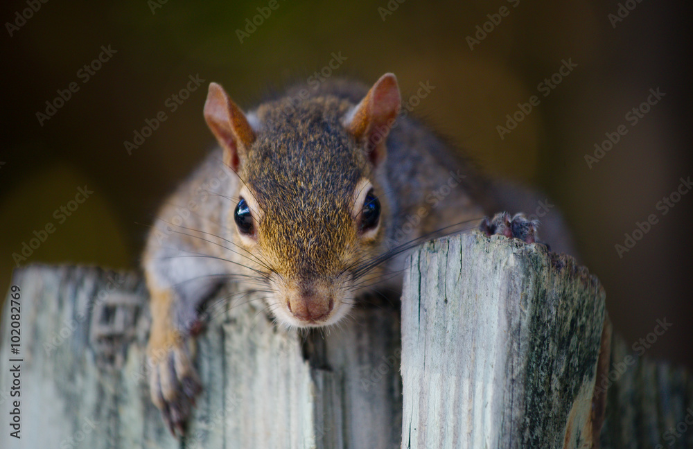 Obraz premium Grauhörnchen in Südflorida