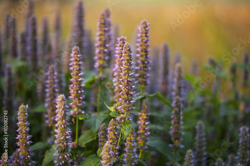 Image of giant Anise hyssop (Agastache foeniculum) in a summer garden.