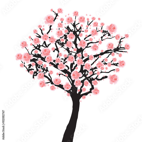 Full bloom sakura tree (Cherry blossom)