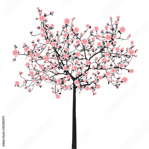 Full bloom sakura tree (Cherry blossom)