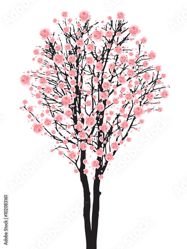 Full bloom sakura tree (Cherry blossom)