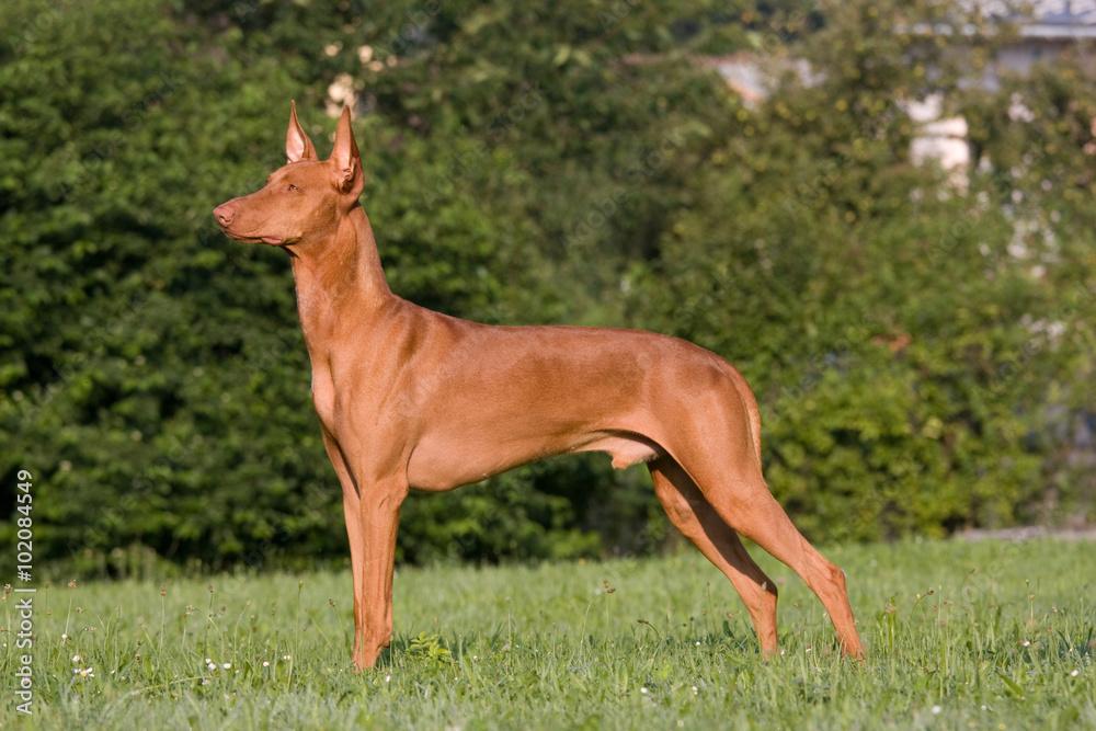 Portrait of standing dog in a meadow - Pharaoh Hound Portrait of standing dog in a meadow - Pharaoh Hound